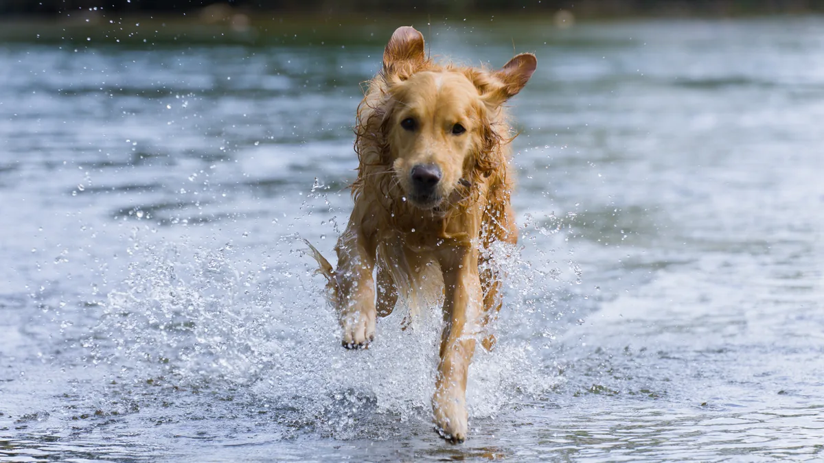 Un golden retriever qui court dans une rivière