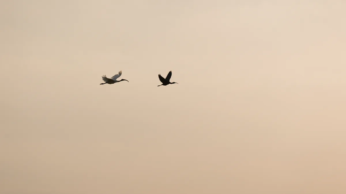 Deux ibis qui volent dans la brume