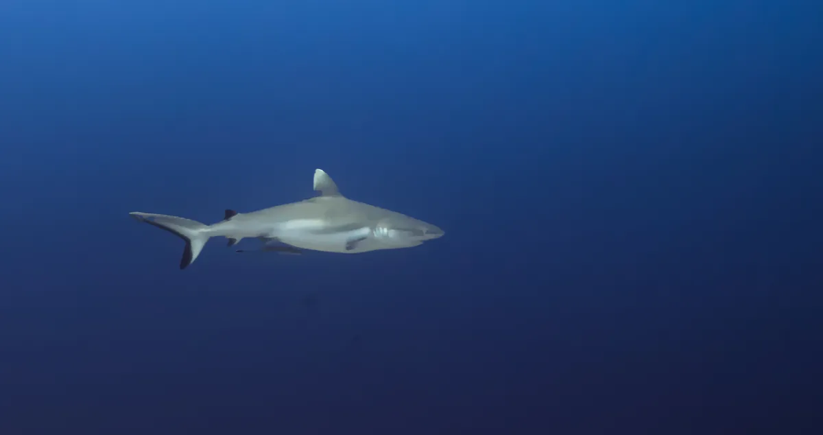 Un requin de récif dans le bleu profond